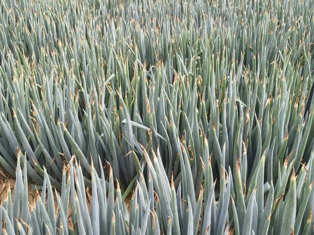 今年过纸拍的大葱